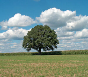 Hofbaam